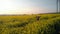 Girl is practicing yoga meditation on a yellow flowering field. Aerial footage