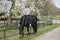 Girl on a pregnant brown horse without a saddle, with white blossom in the background