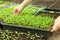Girl puts tray with beautiful green grassy plants