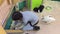 Girl rabbit. Girl teenager stroking small rabbits, the contact zoo