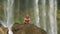 Girl Reads Book against Plants behind Waterfall Jets