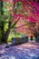 Girl with red hair walking on sunny autumn alley with red maple