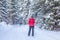 A girl in a red jacket goes skiing in a snowy forest in winter