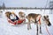 Girl on Reindeer sledge in winter Rovaniemi