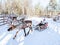 Girl in Reindeer sleigh Finland in Lapland in winter