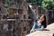 Girl relying on the top of old medieval castle