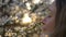 Girl removes medical mask and sniffs blossoming tree of apple or cherry at sunset close-up