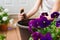 Girl replanting purple viola on the outdoor apartment balcony