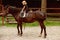 Girl ride on horse on summer day