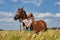 Girl rider stands next to the horse in the field. Fashion portrait of a woman and the mares are horses in the village in the grass