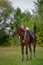 A girl rider trains riding a horse on a spring day