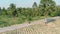 Girl rides along asphalt road among green palm forest