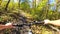 Girl rides bicycle through forest. Girl rides bike along path in forest