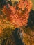 Girl riding on his longboard on the autumn road in sunny weather. Extreme sports. Rear view of motion