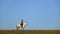 Girl riding a horse strokes a white horse standing in the field. Slow motion. Side view