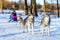 Girl riding on sled pulled by dog Siberian huskies