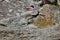 Girl rock climber climbs on rock