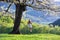 A girl in a romantic image swings on a swing. Beautiful, lush, flowering cherry tree is dotted with flowers. Naturel spring