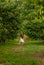 Girl runs through a peach garden to the stairs