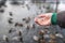 Girl`s hand feeds ducks on the lake in winter