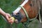 Girl`s hand feeds a funny pony colt with freshly collected apples outdoors