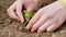 Girl\'s hand grows a small seedling in the ground for eco-sustainability.