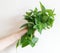 Girl`s hand holding bouquet Lemon balm ,Melissa officinalis, isolated on white background. Flat lay, top view. Herbal composition