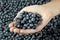 Girl\'s Hand Holding Fresh Picked Blueberries