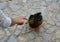 A girl`s hand in a lace T-shirt tries to touch the beak of a mallard duck sitting on a gray cobbled granite street. View from the