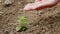 Girl\'s hand waters a small seedling in the ground