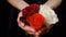 Girl`s hands holding three colorful wet rose heads under rain