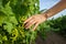 The girl's hands touch the harvest of the grapes. Farmer examining growing grapes