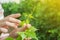 The girl's hands touch the harvest of the grapes. Farmer examining growing grapes