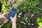 The girl shoots flowers and grass on the street on her smartphone