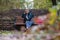 A girl with short blond hair sits on a bench in the park in a warm autumn with a pensive look