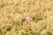 Girl shouting in the wheat field