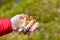 The girl shows in the palm of her hand two found beautiful young mushrooms. Edible healthy mushrooms with a brown cap.