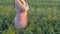 Girl silhouette at sunset walking in field of wheat, young woman in solitude on nature, concept lifestyle, meditating