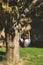 A girl sits alone in a comfy hammock reading a book during a warm sunny evening garden