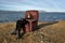 Girl sits on armchair outdoors