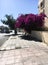 A girl sits on a bicycle and looks in the chamber behind her bush with red flowers. Jordan. Aqaba