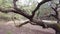 A girl sits on the branches of a large tree and waves a hand