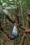 The girl sits on a huge liana tree branch in the jungle