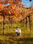 Girl sitting in the nature under a gabled vine