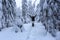 The girl in ski suite goes on the trail. On the lawn covered with snow the nice trees are standing poured with snowflakes.