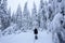 The girl in ski suite goes on the trail. On the lawn covered with snow the nice trees are standing poured with snowflakes.