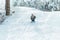 A girl with sledge. Beautiful teenage girl having fun outside in a wood with snow in winter. active life consept