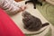 A girl in sleeping clothes sits on a bed, a lop-eared Scots cat sits on the floor.