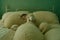 Girl sleeping surrounded by sheep on bed, insomnia concept, counting sheep. Generative AI