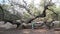 A girl sleeps on a big tree in the forest. The child runs to mom